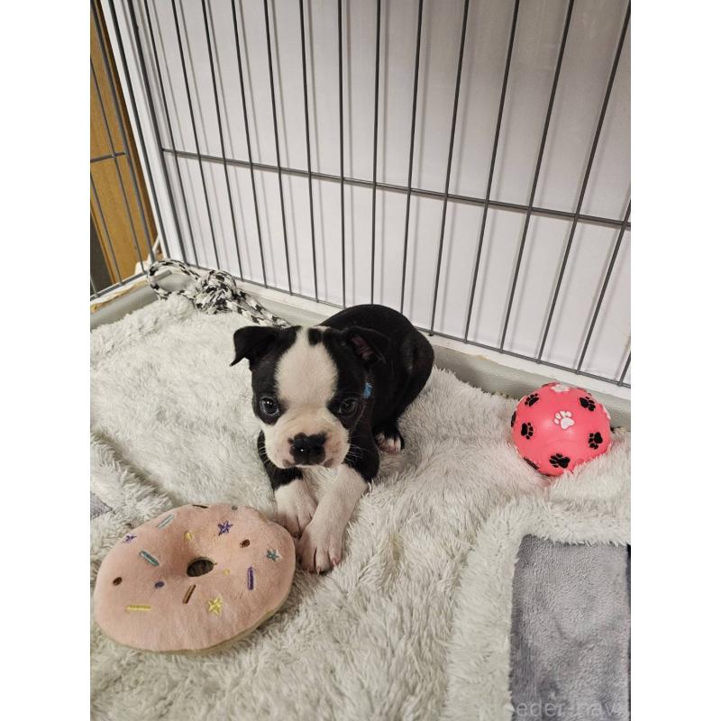 販売中の群馬県のボストンテリア-448288の12枚目