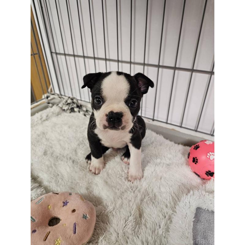 販売中の群馬県のボストンテリア-448288の11枚目
