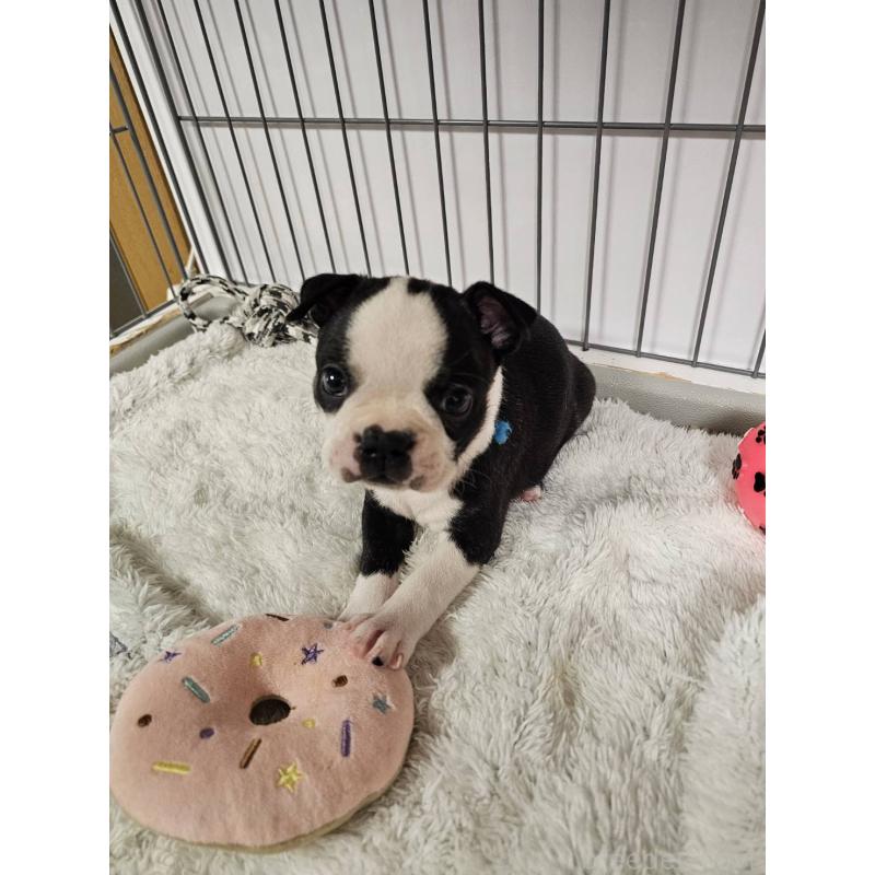 販売中の群馬県のボストンテリア-448288の10枚目