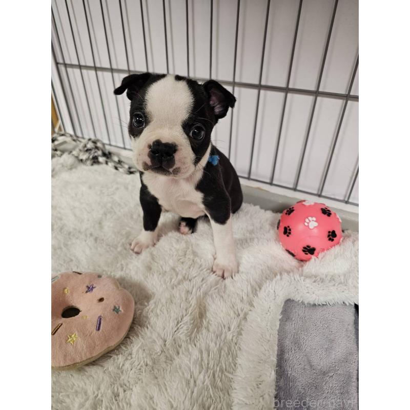 販売中の群馬県のボストンテリア-448288の9枚目