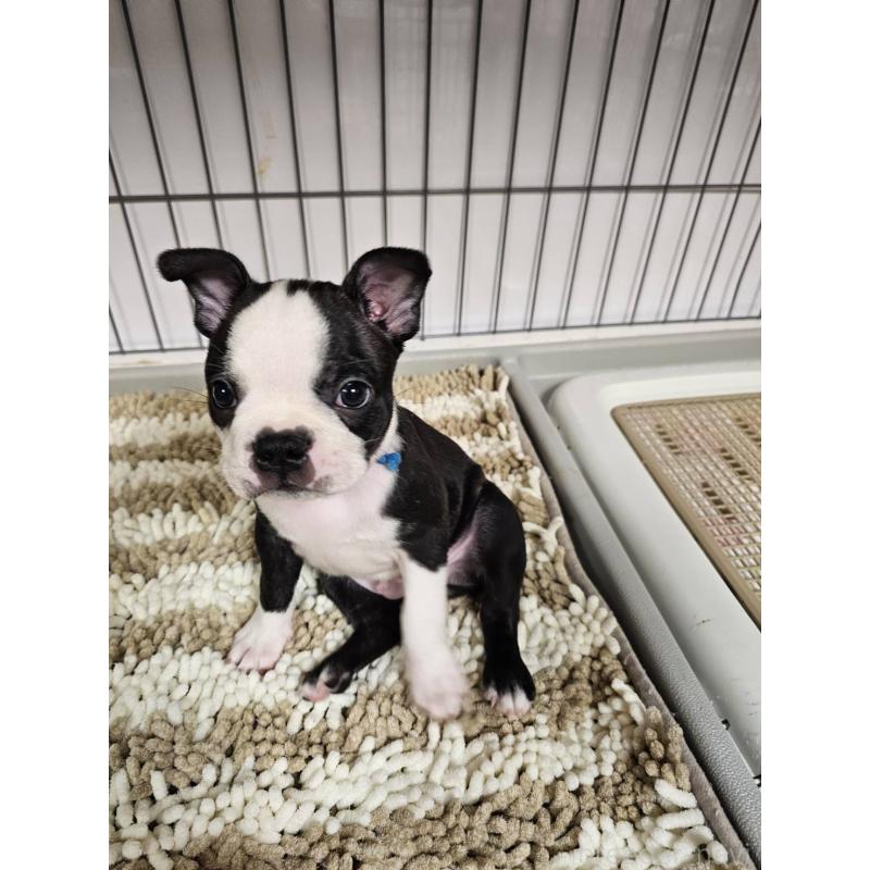 販売中の群馬県のボストンテリア-448288の7枚目