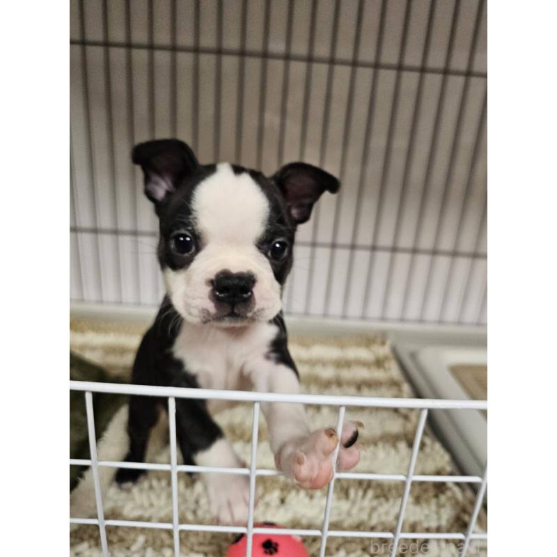 販売中の群馬県のボストンテリア-448288の5枚目