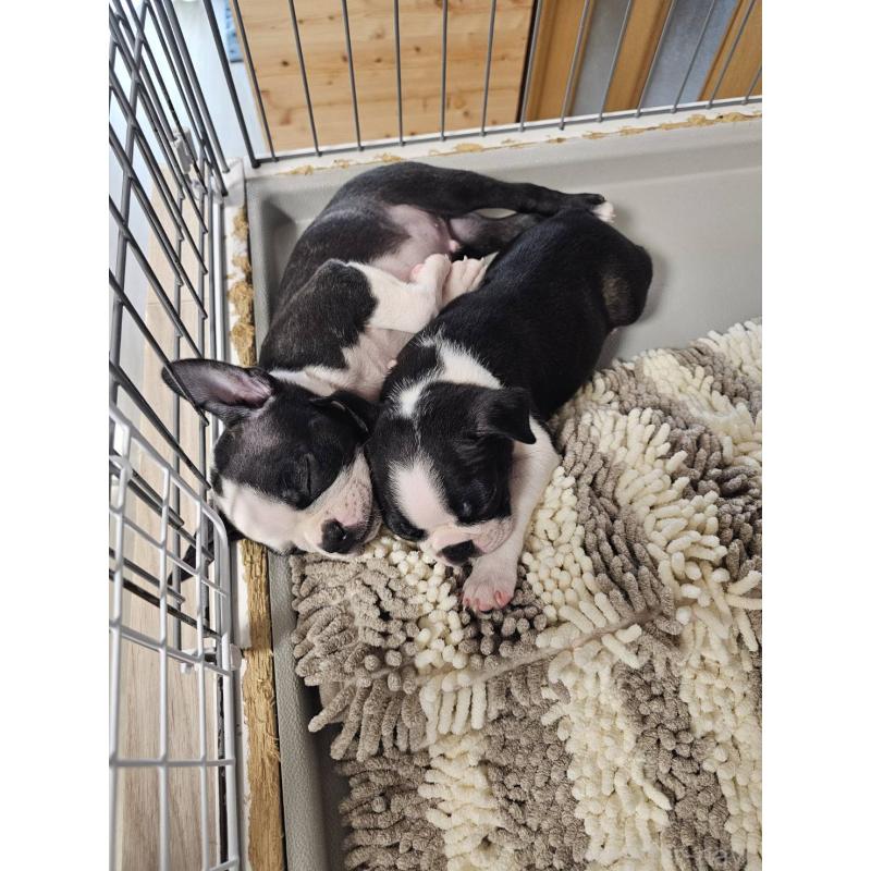 販売中の群馬県のボストンテリア-448288の4枚目