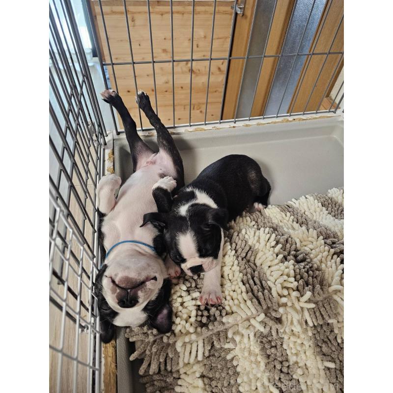 販売中の群馬県のボストンテリア-448288の3枚目