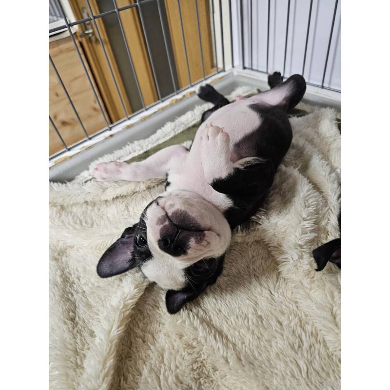 販売中の群馬県のボストンテリア-448288の2枚目