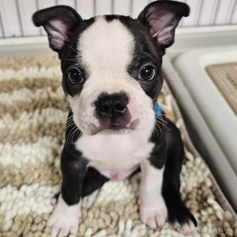 販売中の群馬県のボストンテリア-448288