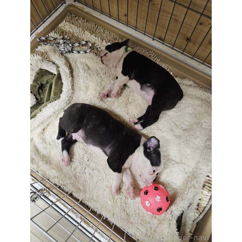 販売中の群馬県のボストンテリア-448290の2枚目