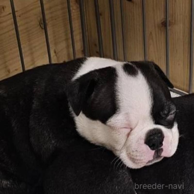 販売中の群馬県のボストンテリア-448290の1枚目