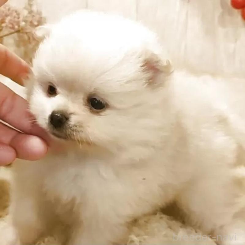販売中の愛知県のポメラニアン-446966
