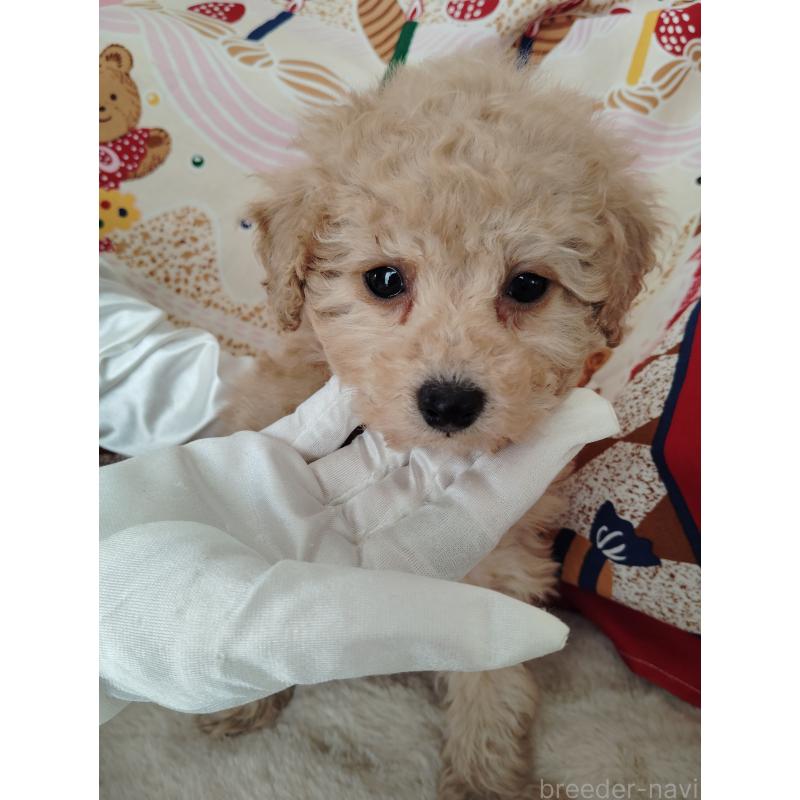 販売中の茨城県のタイニープードル-448294の10枚目