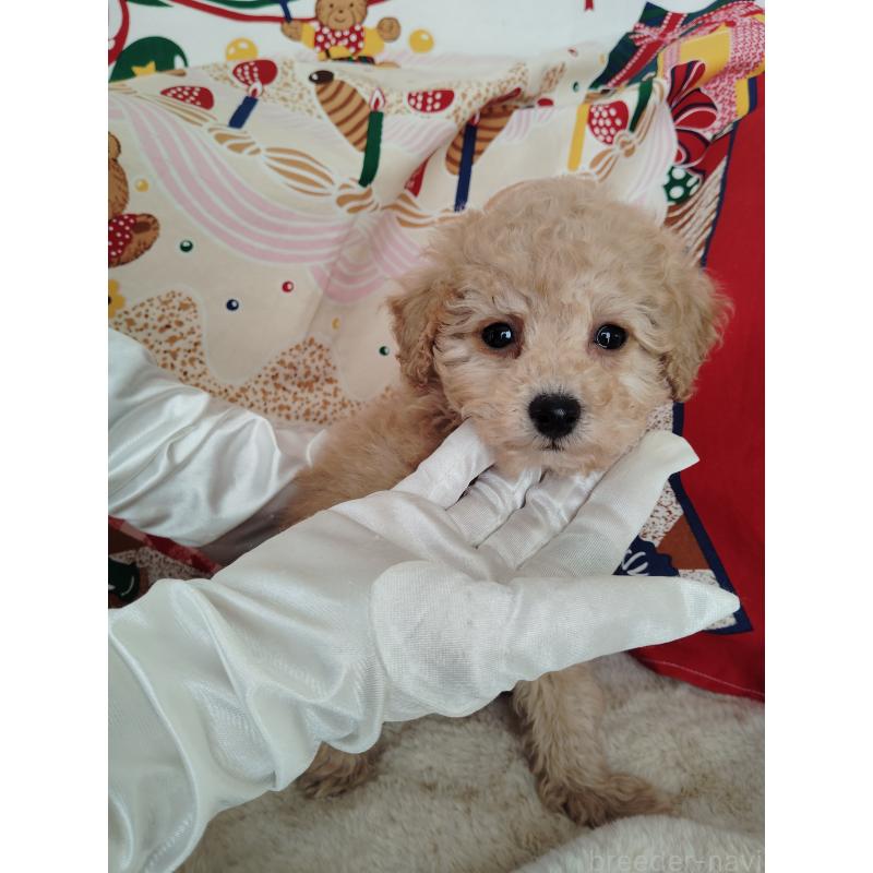 販売中の茨城県のタイニープードル-448294の9枚目