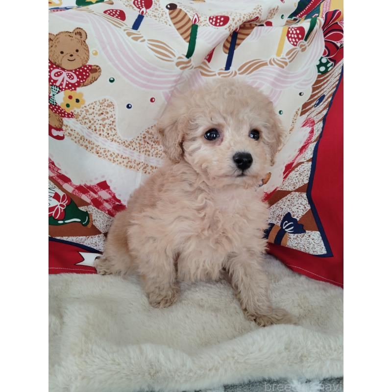 販売中の茨城県のタイニープードル-448294の8枚目