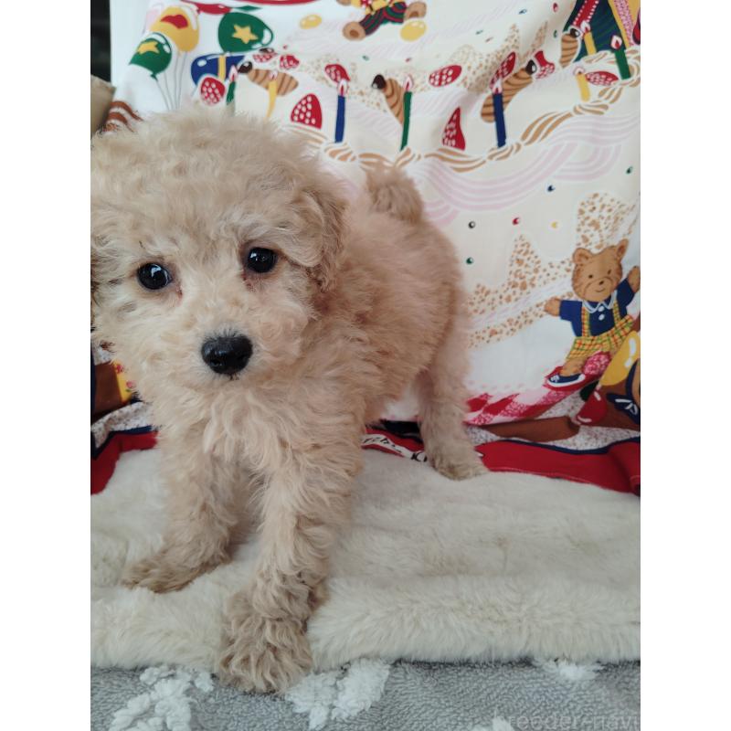 販売中の茨城県のタイニープードル-448294の7枚目