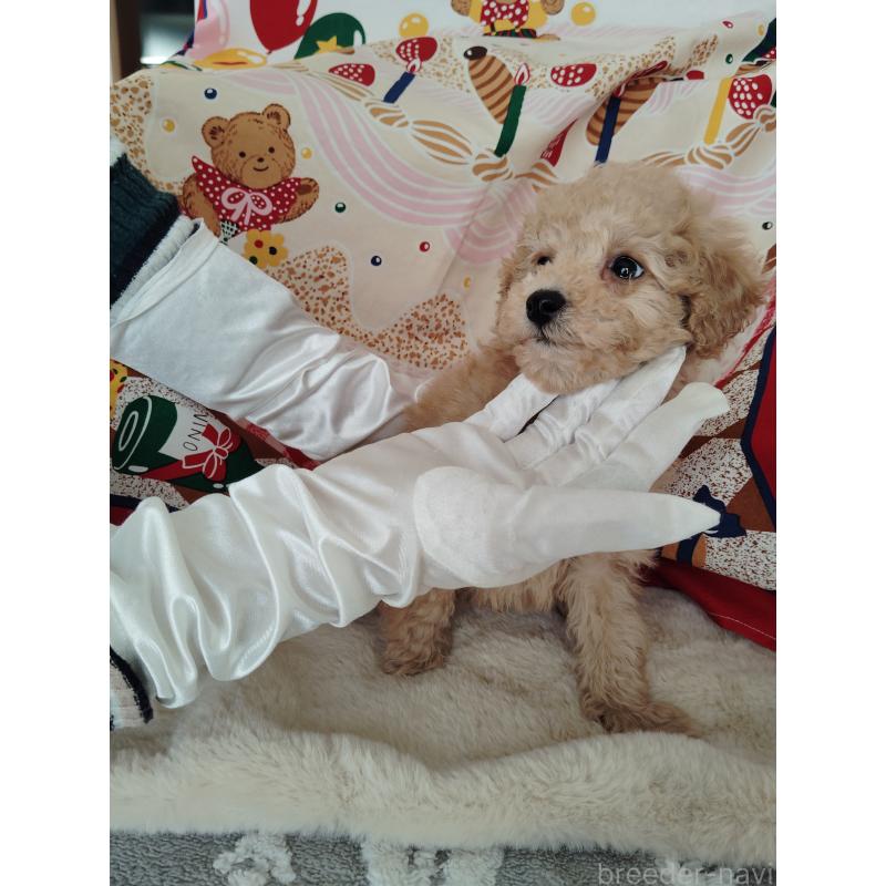 販売中の茨城県のタイニープードル-448294の6枚目