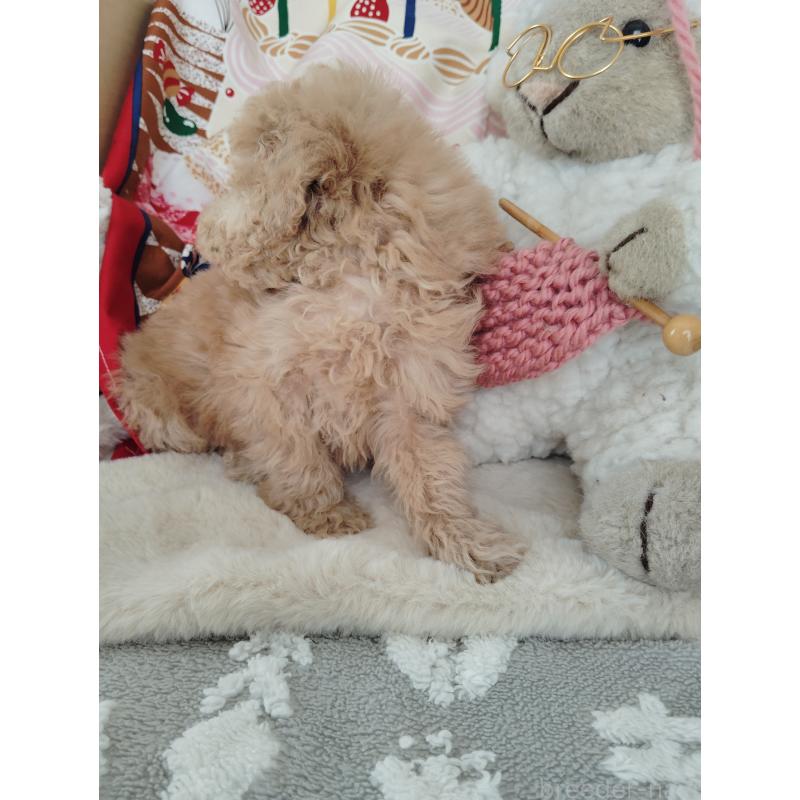 販売中の茨城県のタイニープードル-448294の5枚目