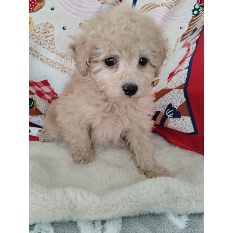 販売中の茨城県のタイニープードル-448294の4枚目