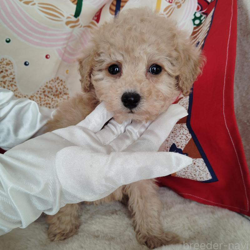 販売中の茨城県のタイニープードル-448294の1枚目