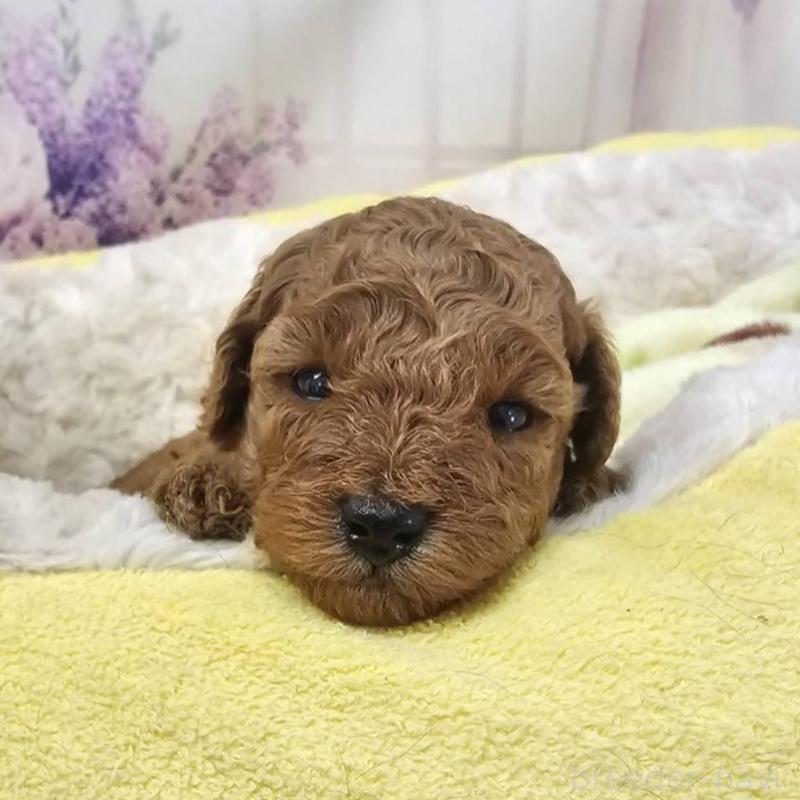 販売中の茨城県のトイプードル-448296の2枚目