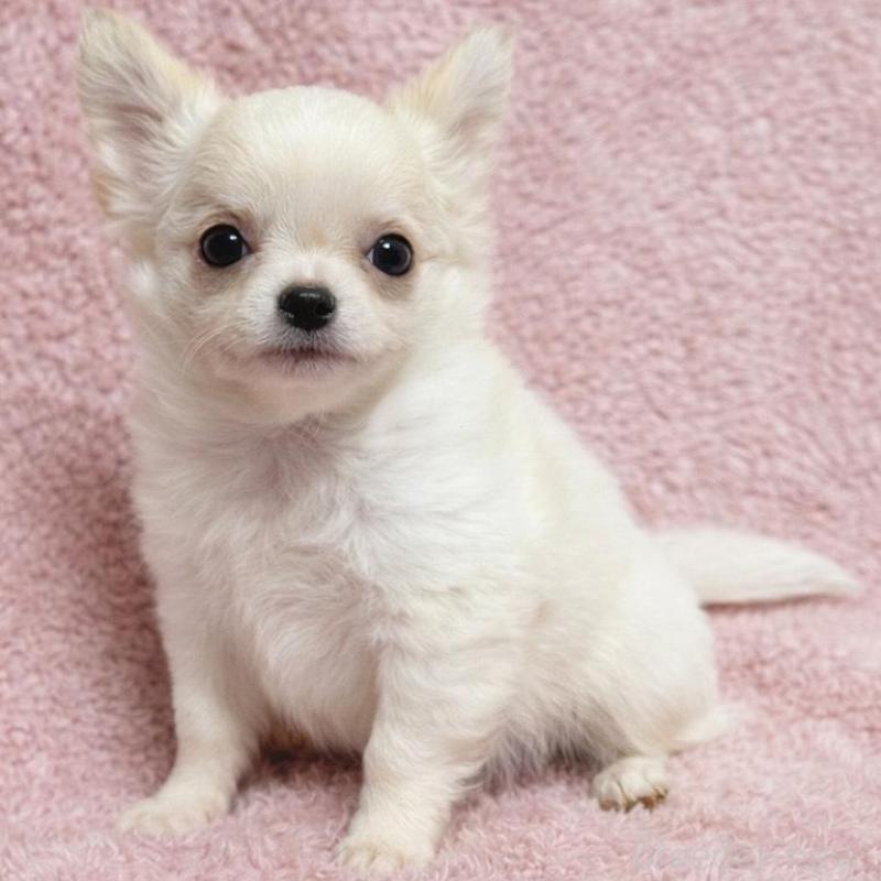 販売中の東京都のチワワ(ロングコート)-448295