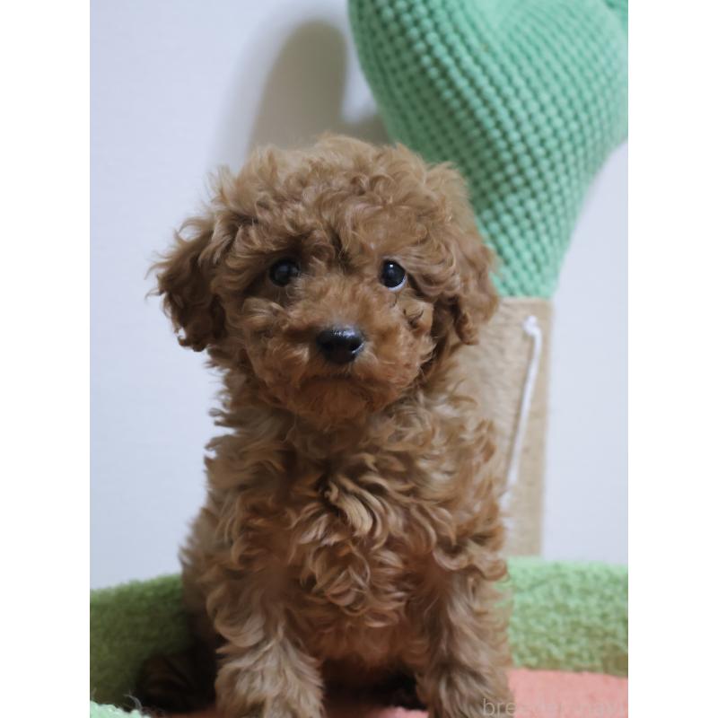 販売中の埼玉県のトイプードル-448085