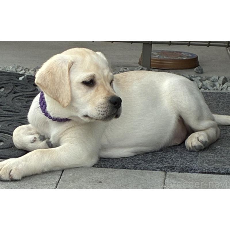 販売中の兵庫県のラブラドールレトリーバー-438285の3枚目