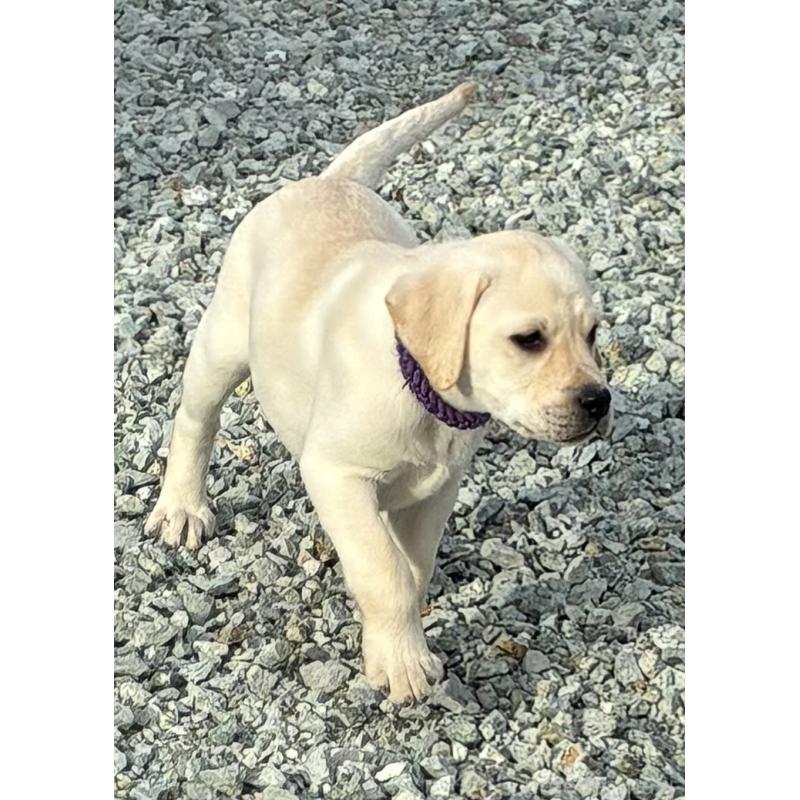 販売中の兵庫県のラブラドールレトリーバー-438285の2枚目