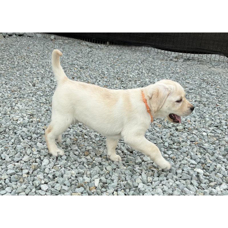 販売中の兵庫県のラブラドールレトリーバー-438289の3枚目