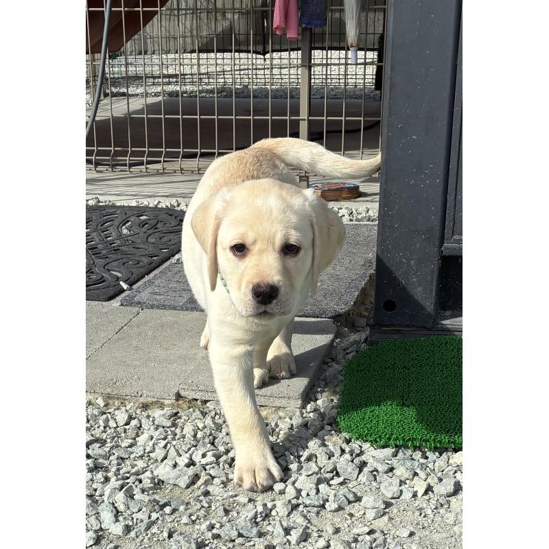 販売中の兵庫県のラブラドールレトリーバー-438290の2枚目