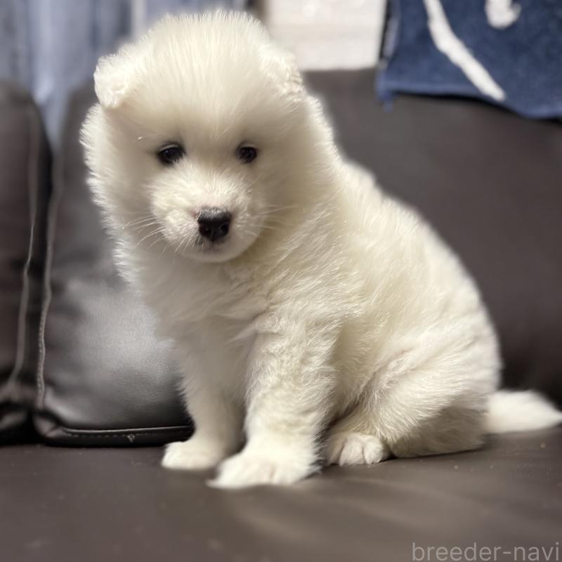 販売中の奈良県のサモエド-448299の1枚目