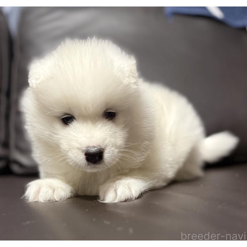 販売中の奈良県のサモエド-448299の3枚目