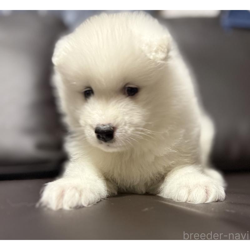 販売中の奈良県のサモエド-448299の2枚目