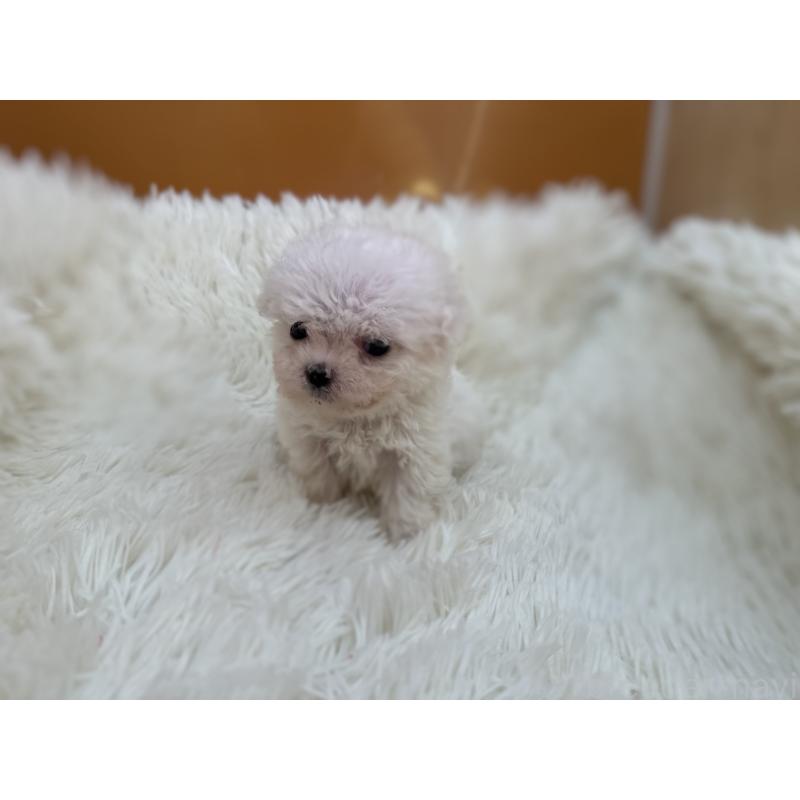 販売中の栃木県のビションフリーゼ-448300の8枚目