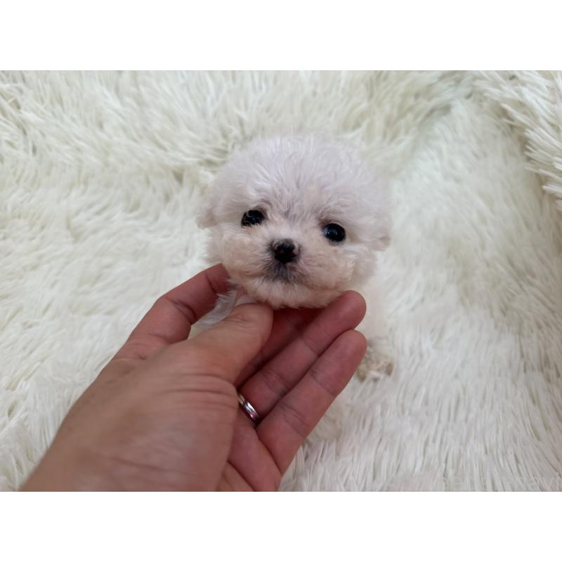 販売中の栃木県のビションフリーゼ-448300の7枚目