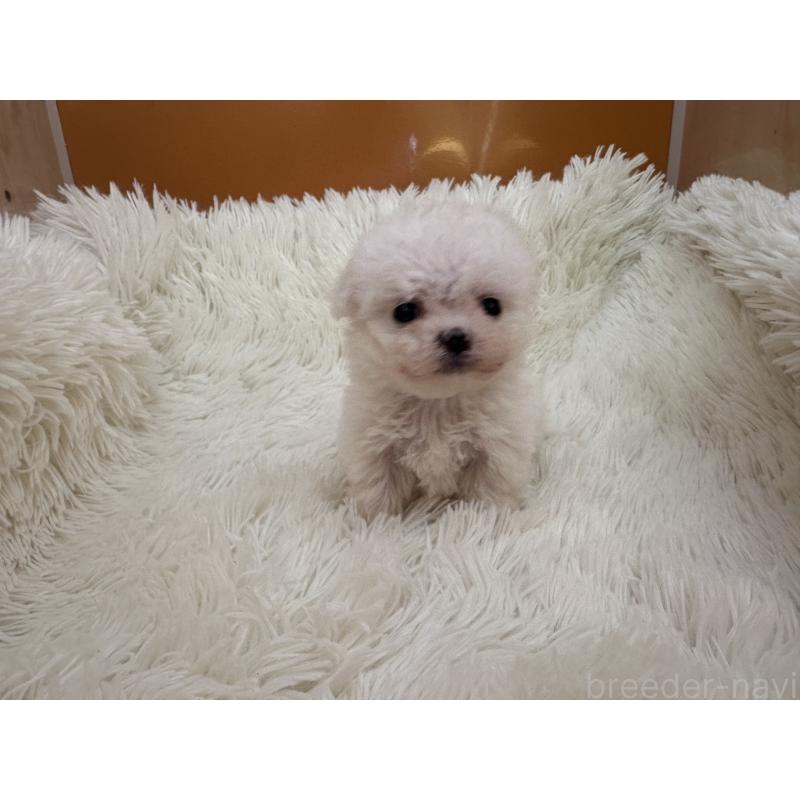 販売中の栃木県のビションフリーゼ-448300の6枚目