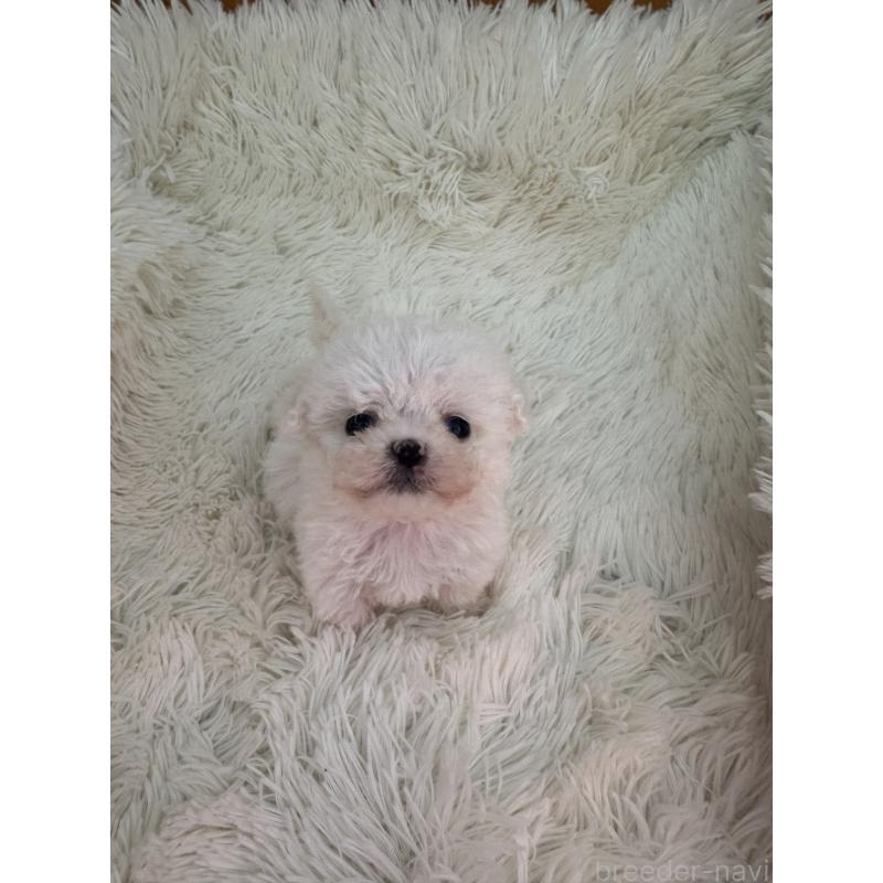 販売中の栃木県のビションフリーゼ-448300の4枚目