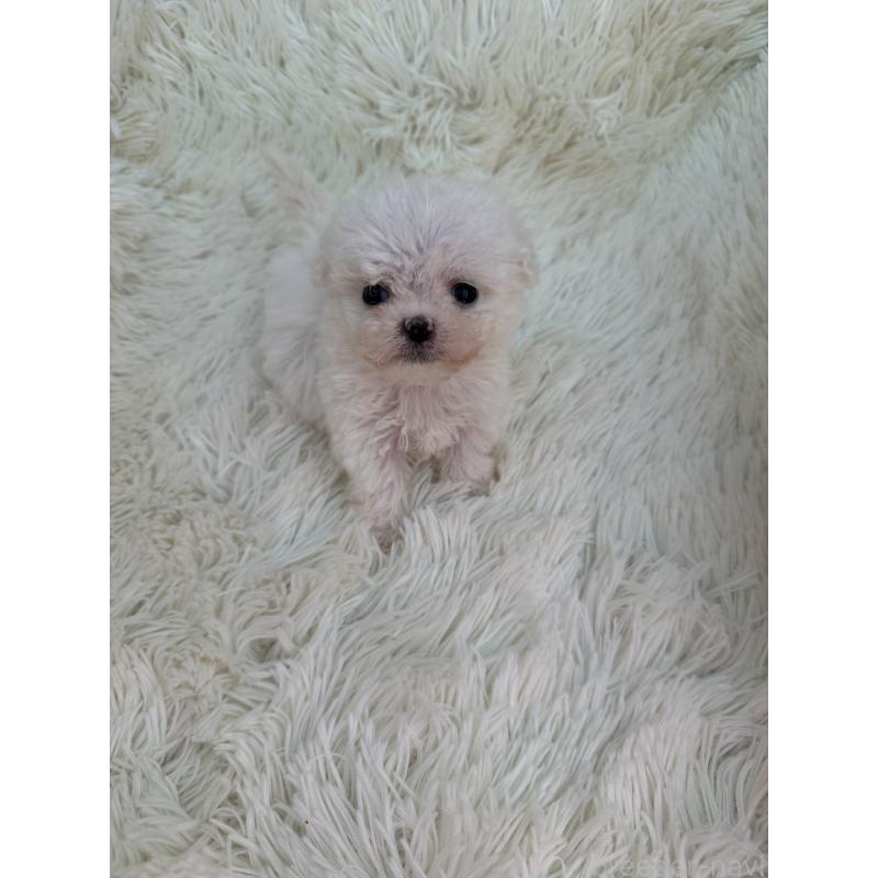 販売中の栃木県のビションフリーゼ-448300の3枚目