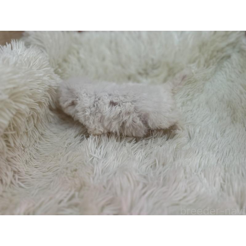 販売中の栃木県のビションフリーゼ-448300の2枚目