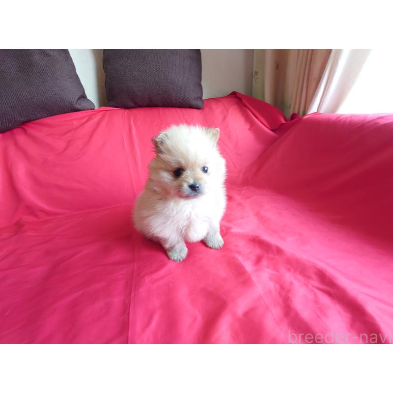 販売中の静岡県のポメラニアン-448302の3枚目