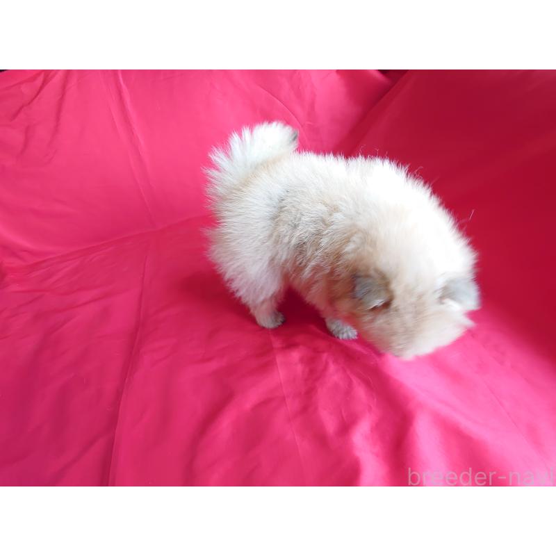 販売中の静岡県のポメラニアン-448302の2枚目