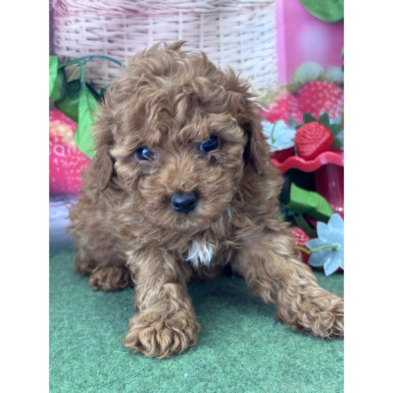 販売中の福岡県のタイニープードル-448301の2枚目