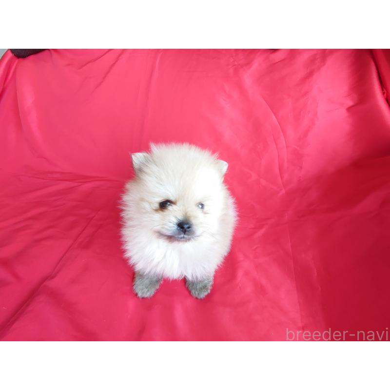 販売中の静岡県のポメラニアン-448303の4枚目