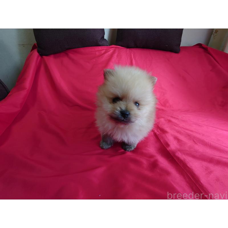 販売中の静岡県のポメラニアン-448303の3枚目