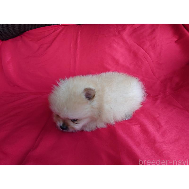 販売中の静岡県のポメラニアン-448303の2枚目