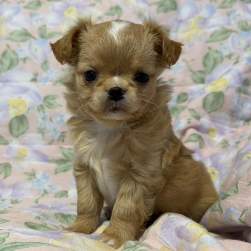 販売中の福岡県のチワワ(ロングコート)-448304