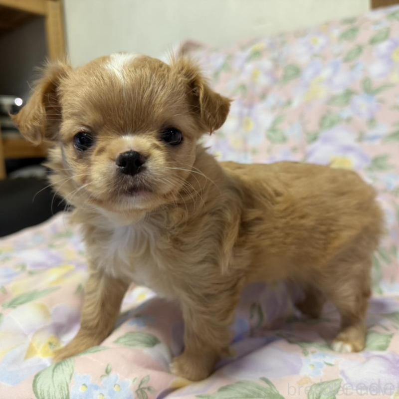 販売中の福岡県のチワワ(ロングコート)-448304の4枚目