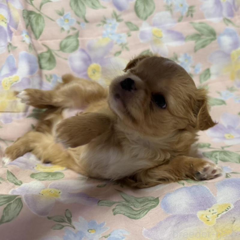 販売中の福岡県のチワワ(ロングコート)-448304の3枚目