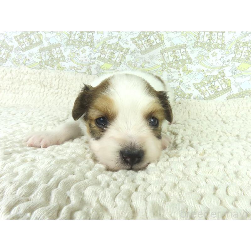 販売中の千葉県のパピヨン-448305の2枚目