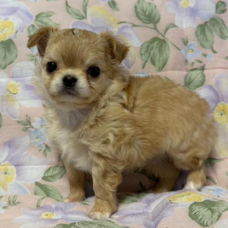 販売中の福岡県のチワワ(ロングコート)-448306