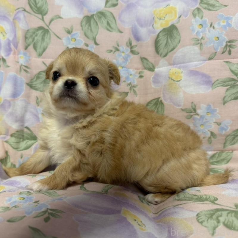 販売中の福岡県のチワワ(ロングコート)-448306の5枚目