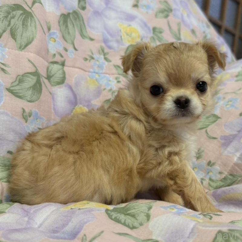 販売中の福岡県のチワワ(ロングコート)-448306の4枚目